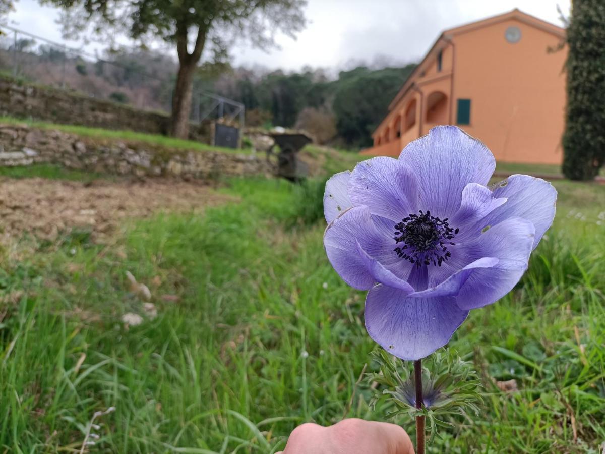 B&B Agriturismo Regno Di Toscana Collesalvetti Buitenkant foto